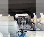 Small #3 Bluetick Coonhound