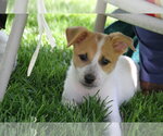Small #4 Mutt
