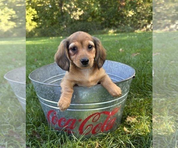 Medium Photo #4 Dachshund Puppy For Sale in MIDDLEBURY, IN, USA