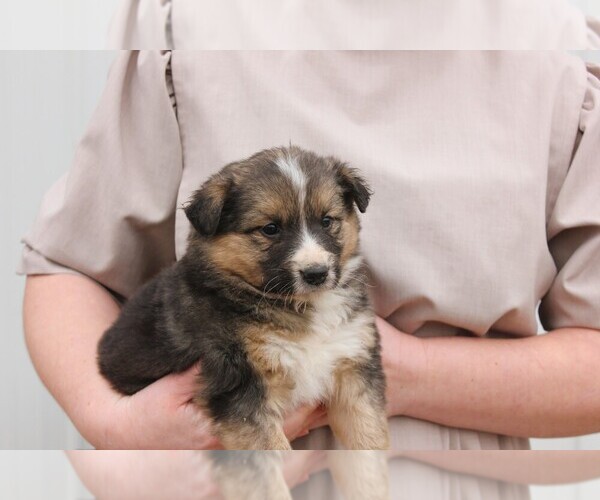 Medium Photo #3 Shollie Puppy For Sale in PENNVILLE, IN, USA