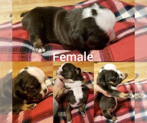 English Bulldog Puppy for sale in BLAIRSVILLE, PA, USA