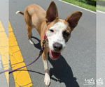 Small #6 Australian Shepherd Mix