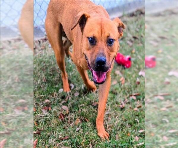 Medium Photo #1 Black Mouth Cur-Unknown Mix Puppy For Sale in Texas City, TX, USA