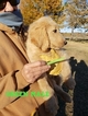 Small Photo #31 Goldendoodle Puppy For Sale in CLARKSVILLE, TX, USA