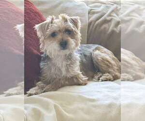 Annie - Female Mutt Dog for Adoption - Photo #4