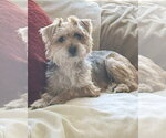 Small Photo #4 Mutt Puppy For Sale in Corona, CA, USA