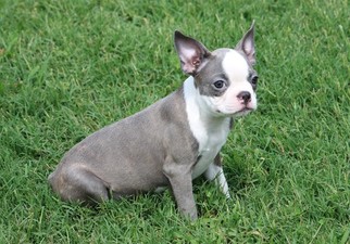 View Ad Boston Terrier Puppy For Sale Near Maryland Clements Usa Adn 43333