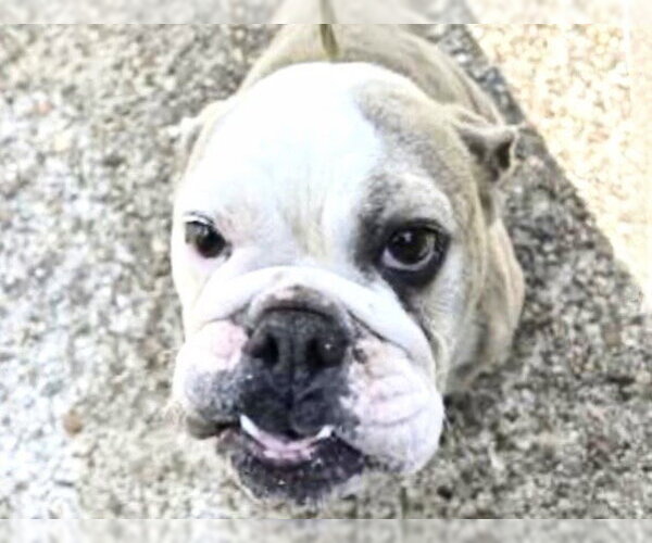 Medium Photo #1 Bulldog Puppy For Sale in Houston, TX, USA