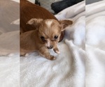 Small Photo #18 Chihuahua Puppy For Sale in SAN ANTONIO, TX, USA