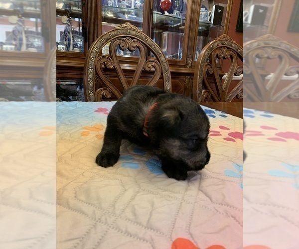 Medium Photo #11 Schnauzer (Giant) Puppy For Sale in SAINT CLOUD, FL, USA