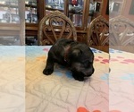 Small Photo #11 Schnauzer (Giant) Puppy For Sale in SAINT CLOUD, FL, USA
