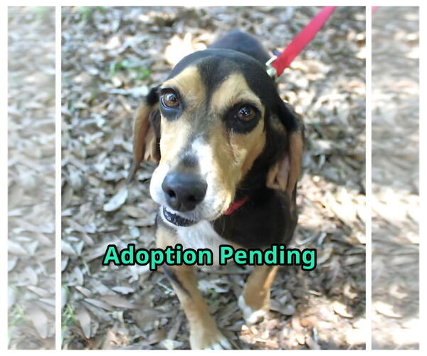Medium Photo #2 Beagle Puppy For Sale in Dunnellon, FL, USA