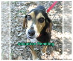 Small #1 Beagle