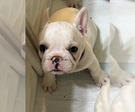 Small Photo #4 French Bulldog Puppy For Sale in COCHRAN, GA, USA