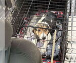 Small #1 Beagle Mix