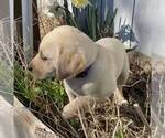 Small Photo #4 Labrador Retriever Puppy For Sale in BLANCHE, NC, USA