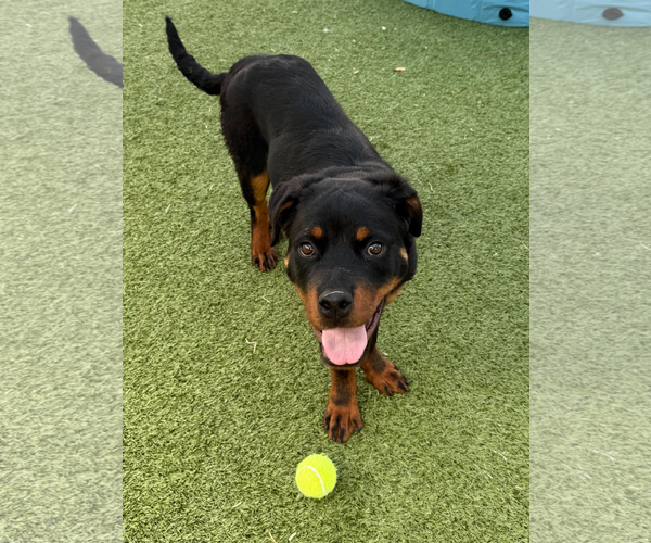 Medium Photo #2 Rottweiler Puppy For Sale in Hillsboro, NH, USA