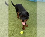 Small Photo #2 Rottweiler Puppy For Sale in Hillsboro, NH, USA