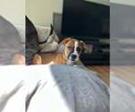 Small #4 Boxer Mix