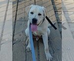 Small Photo #1 Labrador Retriever Puppy For Sale in EL DORADO HILLS, CA, USA