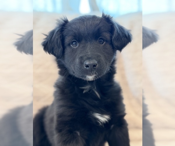 Medium Photo #1 Border Collie Puppy For Sale in CEDARVILLE, OH, USA