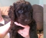 Small Photo #4 Labradoodle Puppy For Sale in VIENNA, IL, USA
