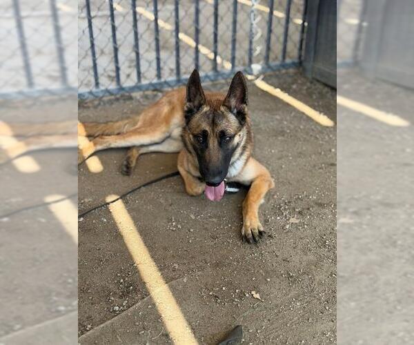 Medium Photo #1 German Shepherd Dog Puppy For Sale in Riverside, CA, USA