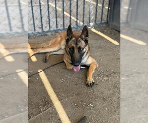German Shepherd Dog Dogs for adoption in Riverside, CA, USA