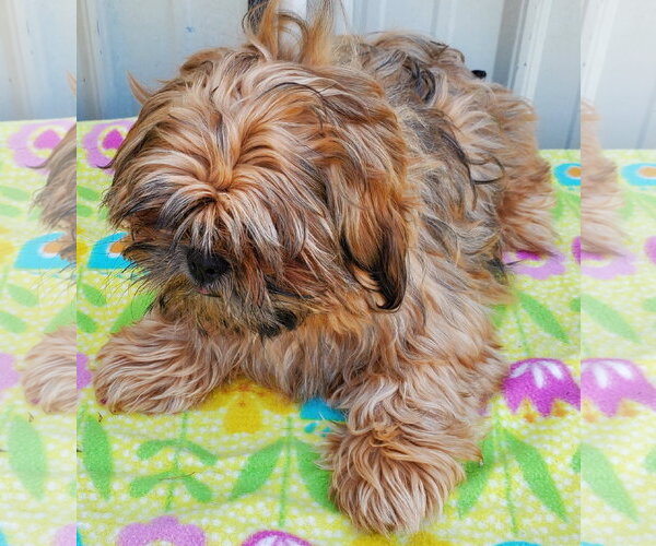 Medium Photo #2 Shih Tzu Puppy For Sale in Mountain View, MO, USA