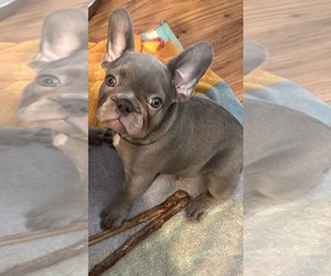 French Bulldog Puppy for sale in OAK PARK, CA, USA