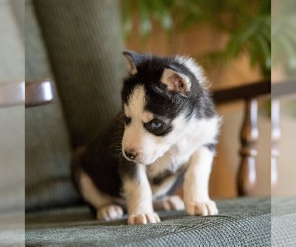 Medium Photo #7 Siberian Husky Puppy For Sale in KINZERS, PA, USA