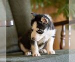 Small #6 Siberian Husky