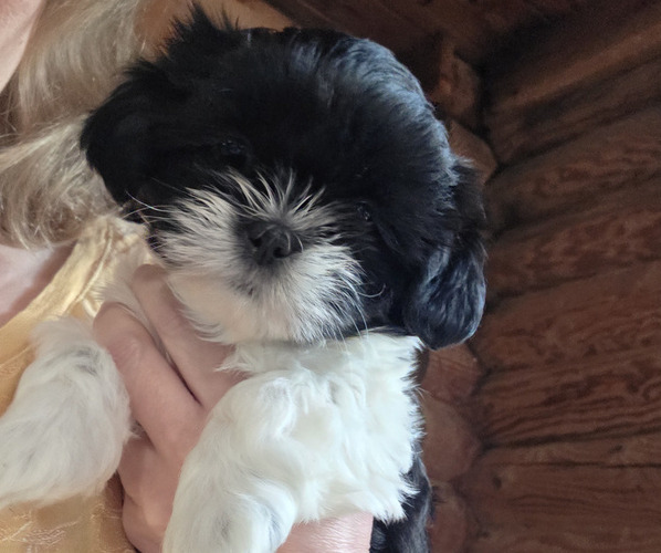 Medium Photo #1 Shih Tzu Puppy For Sale in XENIA, OH, USA