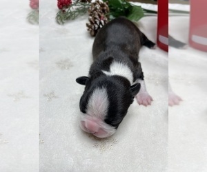 Boston Terrier Puppy for sale in WASHBURN, MO, USA