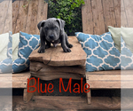 Puppy Diesel American Bully