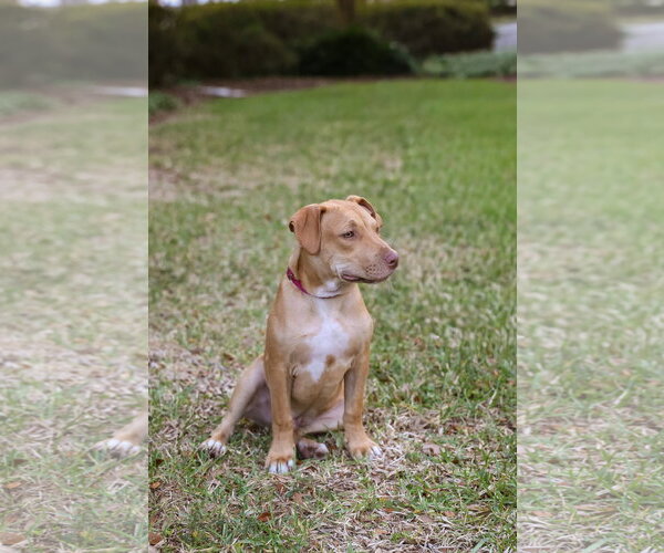 Medium Photo #4 Mutt Puppy For Sale in  Gainesville, FL, USA