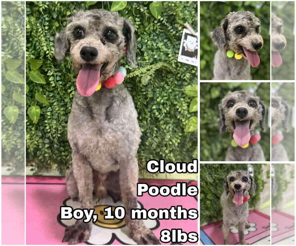 Medium Photo #1 Mutt Puppy For Sale in Seattle, WA, USA