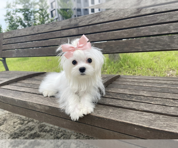 Medium Photo #4 Maltese Puppy For Sale in HAYWARD, CA, USA