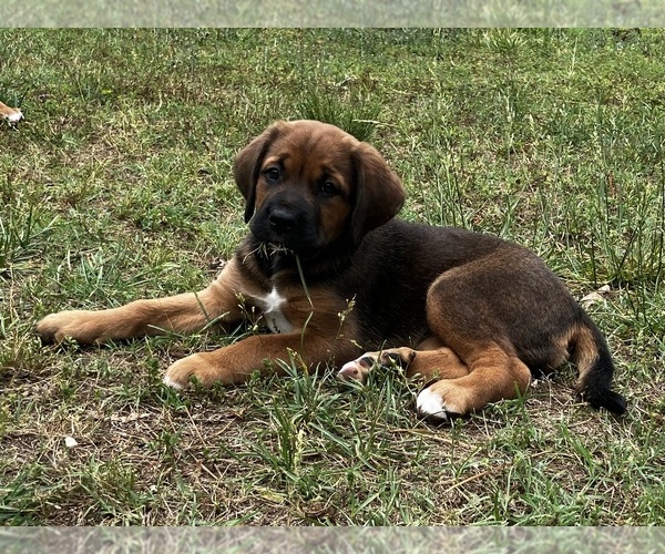Medium Photo #4 Bernese Mountain Dog-Cane Corso Mix Puppy For Sale in NORFOLK, VA, USA