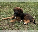Small #3 Bernese Mountain Dog-Cane Corso Mix