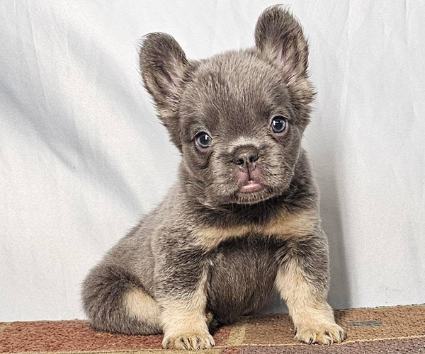 Medium Photo #1 French Bulldog Puppy For Sale in PHOENIX, AZ, USA