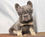 Small French Bulldog