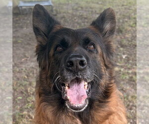 German Shepherd Dog-Unknown Mix Dogs for adoption in Jefferson, WI, USA