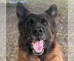 Small German Shepherd Dog Mix