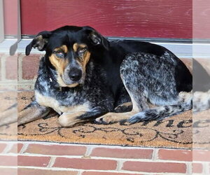 Mutt Dogs for adoption in Rustburg, VA, USA