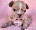 Small Photo #10 French Bulldog Puppy For Sale in LAS VEGAS, NV, USA