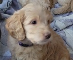 Small Photo #23 Goldendoodle Puppy For Sale in MORELAND, GA, USA