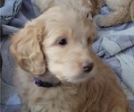 Small #1 Goldendoodle