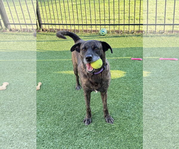 Medium Photo #1 Boxer-Unknown Mix Puppy For Sale in Fort Worth, TX, USA