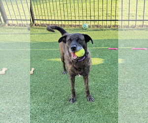 Boxer-Unknown Mix Dogs for adoption in Fort Worth, TX, USA